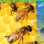 مكافحة النحل بالرياض