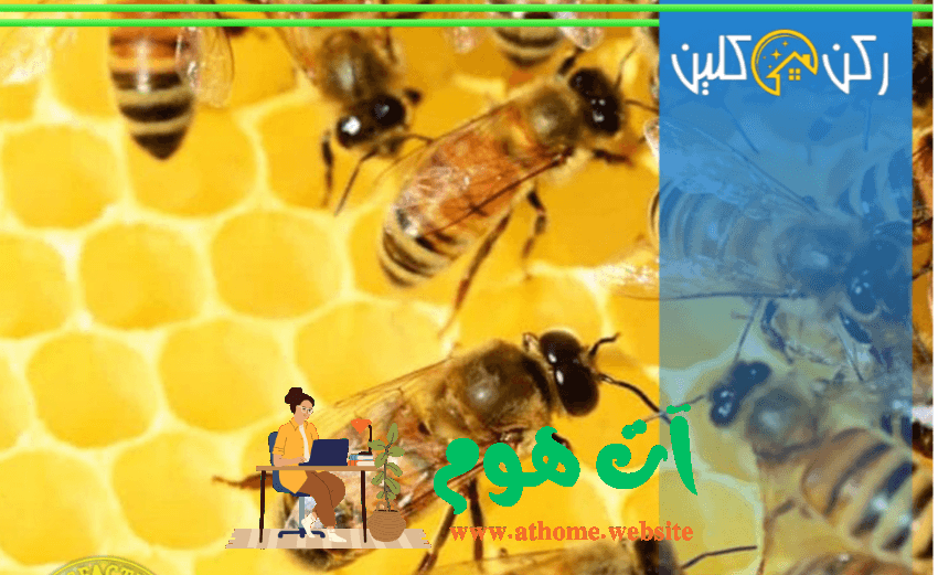 مكافحة النحل بالرياض